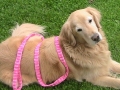 micheleno18leash