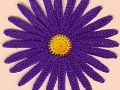 purple yellow flower
